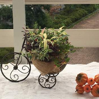 秋☆の画像 by あこさん | 秋☆と班いりカリガネソウとアイビー❇︎とクランベリー♡とハロウィンと西洋イワナンデンと花のある暮らしと自転車とアルテルナンテル。と秋に作った寄せ植えフォトコン