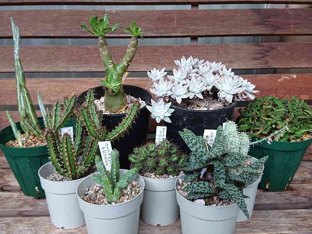 ユーフォルビア・ゴイサナの一覧｜🍀GreenSnap（グリーンスナップ）