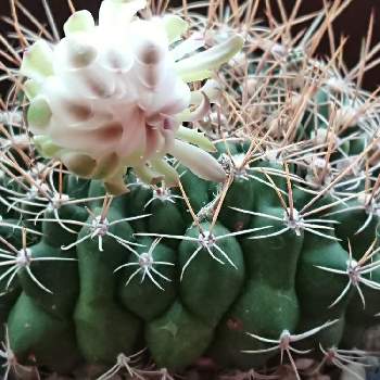 ヘンテコな形の投稿画像一覧 Greensnap グリーンスナップ