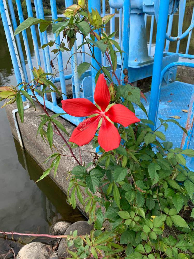 赤い花の投稿画像 By ゴン太さん 大きな花と坂田ヶ池 19月9月23日 Greensnap グリーンスナップ