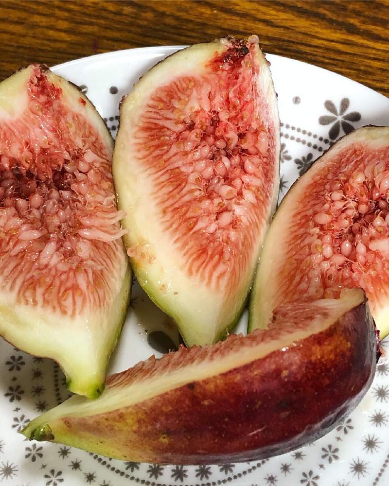 イチジクの投稿画像 By Okapiさん イチジク ドーフィンと植物のある生活と植物のある暮らしと植物男子と果樹と実のなる木と家庭菜園奮闘日記 19月9月23日 Greensnap グリーンスナップ