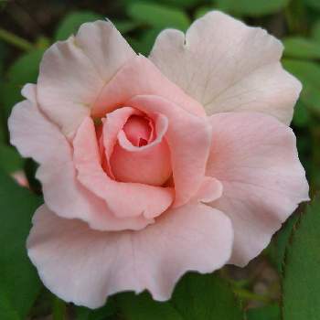 薔薇　ブライダルピンクの画像 by hanabiraさん | 小さな庭と薔薇　ブライダルピンクと庭の花と花のある暮らしと家の薔薇