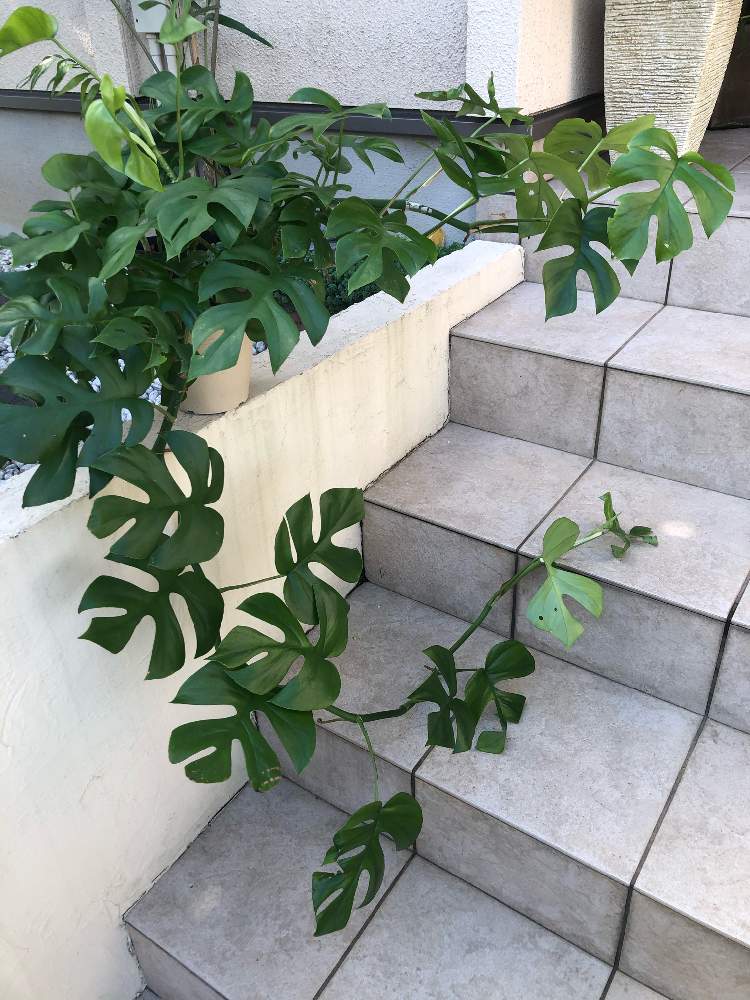 ヒメモンステラの投稿画像 By K2さん 観葉植物と耐陰性ある植物と南国植物と屋外組と鉢植え 19月9月23日 Greensnap グリーンスナップ