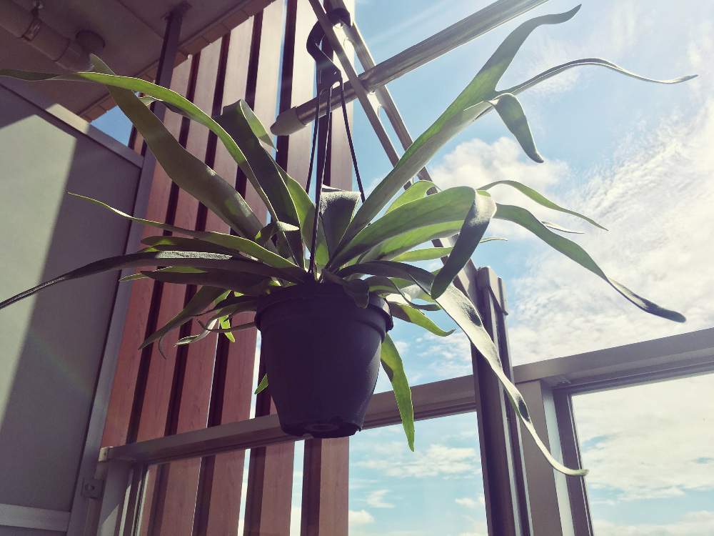 コウモリランの投稿画像 By スゥジィさん プラティセリウム ベイチーとビカクシダ ビーチーとシダ植物とビカクシダ属と胞子葉とハンギング 19月9月23日 Greensnap グリーンスナップ