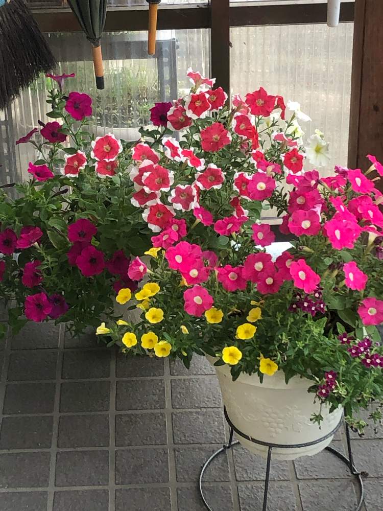寄せ植えの投稿画像 By ちきさん バーベナ とカリブラコア とペチュニア と花のある暮らしと華やぐ空間 19月9月23日 Greensnap グリーンスナップ