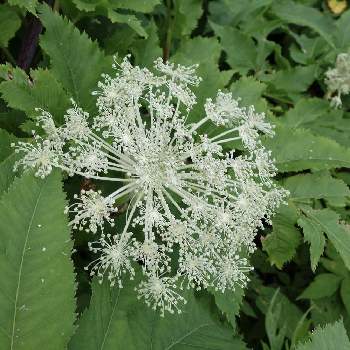 すべての花の画像 無料ダウンロードシシウド 花言葉