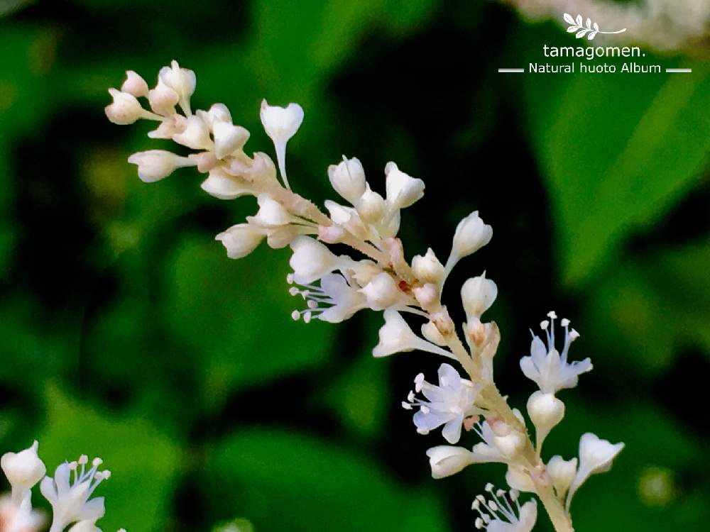 植物観察日記の投稿画像 By たまごめん さん 気温25 とiphone 6s Plusと曇り時々晴れと虎杖の花と奈良県奈良市とイタドリ と虎杖 19月9月23日 Greensnap グリーンスナップ