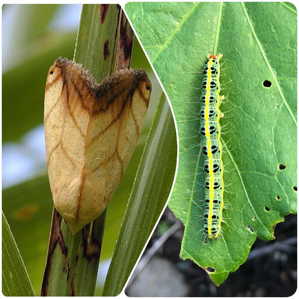 ヨウチュウの投稿画像 By Appupさん 成虫とフタトガリコヤガと芙蓉の毛虫 19月9月24日 Greensnap グリーンスナップ