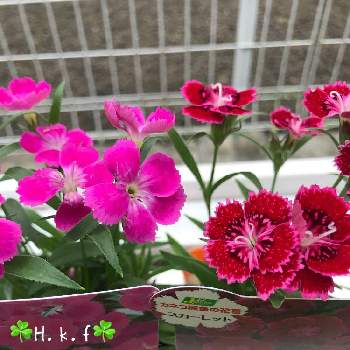 四季咲きナデシコの投稿画像一覧 Greensnap グリーンスナップ