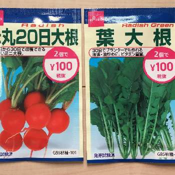赤丸はつか大根の投稿画像一覧 Greensnap グリーンスナップ 赤丸はつか大根の投稿画像一覧 Greensnap グリーンスナップ