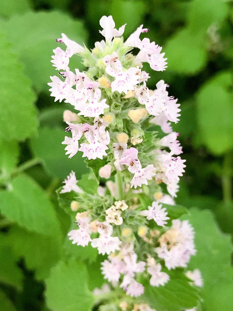 キャットニップの投稿画像 By 有限会社スリーフラワーさん 本庄市と観葉生産者と埼玉ンズ倶楽部と園芸店とgsのみなさんに感謝 と今日の一枚と生花と今日の 花と埼玉県とガーデニングと花のある暮らしと白い花と小花好きとフラワーギフトとキャットニップ Cat Nipとスリー