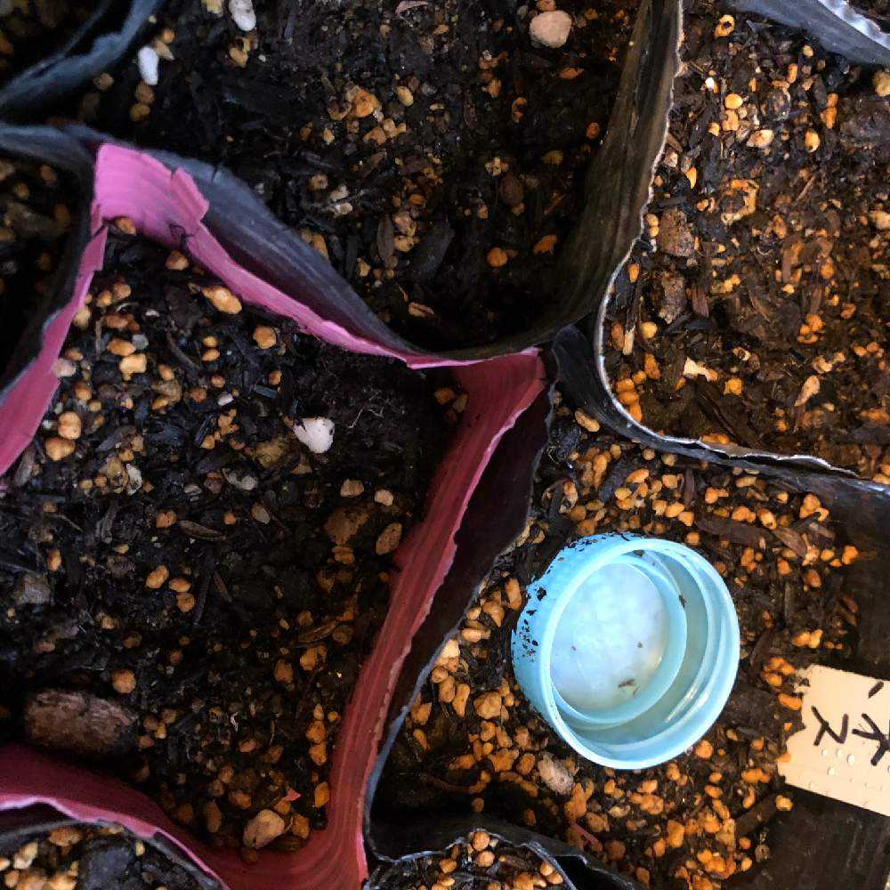 水菜 紅法師 夏撒き Greensnap グリーンスナップ