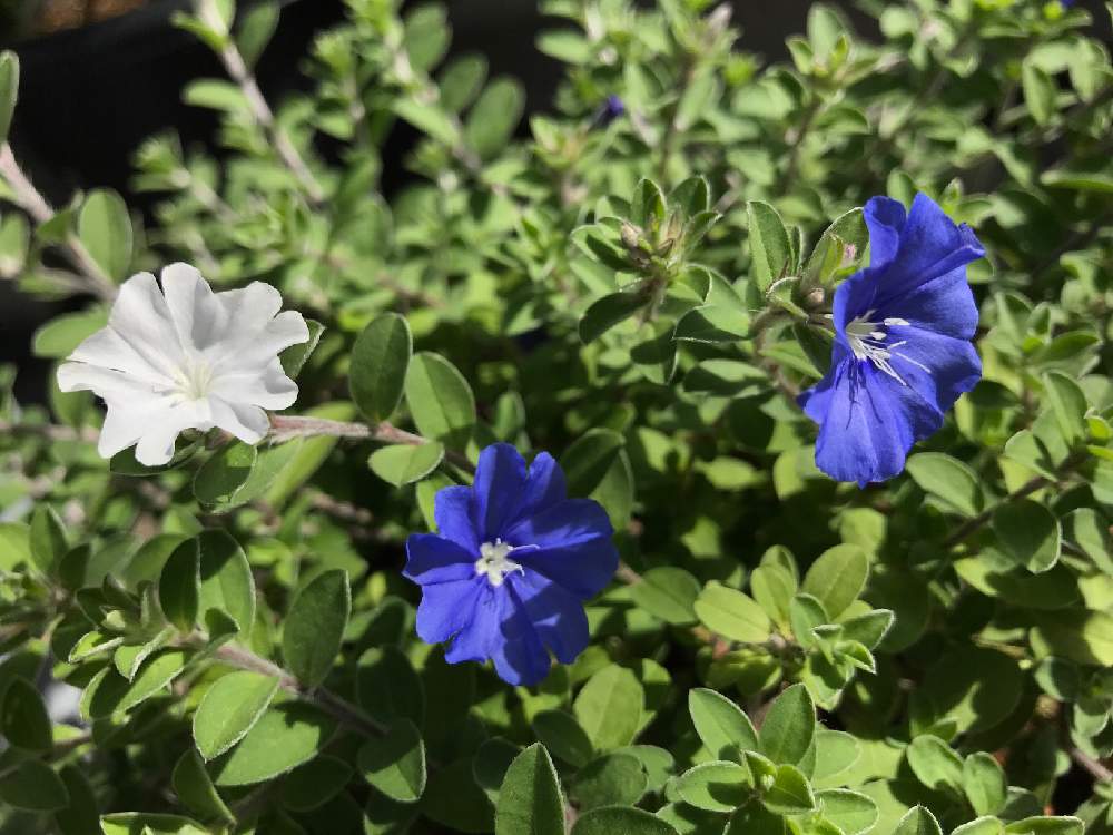 アメリカンブルーの投稿画像 By ぬっくさん アメリカンホワイトと白い花と青い花と花のある暮らしとエボルブルスと白い花と青い花と花のある暮らし 19月9月24日 Greensnap グリーンスナップ Greensnap グリーンスナップ