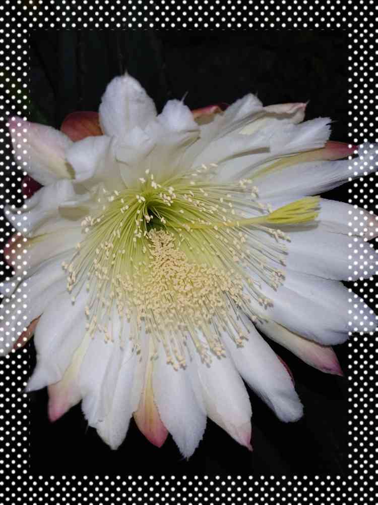 鬼面角の花は、夜、咲く｜🍀GreenSnap（グリーンスナップ）