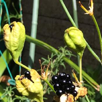 ぬばたまの投稿画像一覧 Greensnap グリーンスナップ