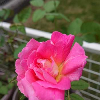 ティファニー薔薇の画像 by なぁさんさん | 小さな庭と花のある暮らしとティファニー薔薇