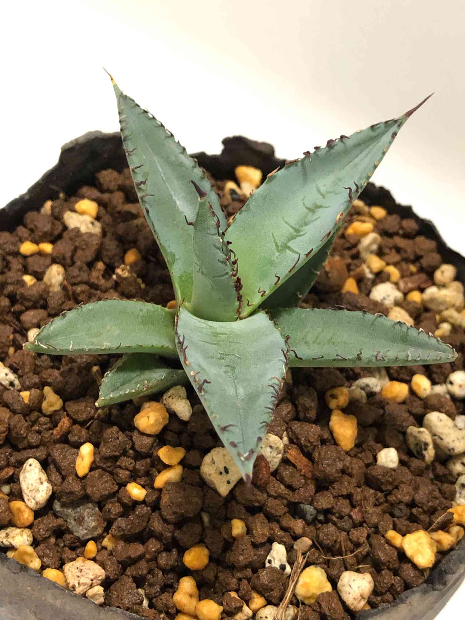 アガベ　t's001グレックス Agave hybrid 'T'S 001 Grex' の紹介 – ゆるぷ