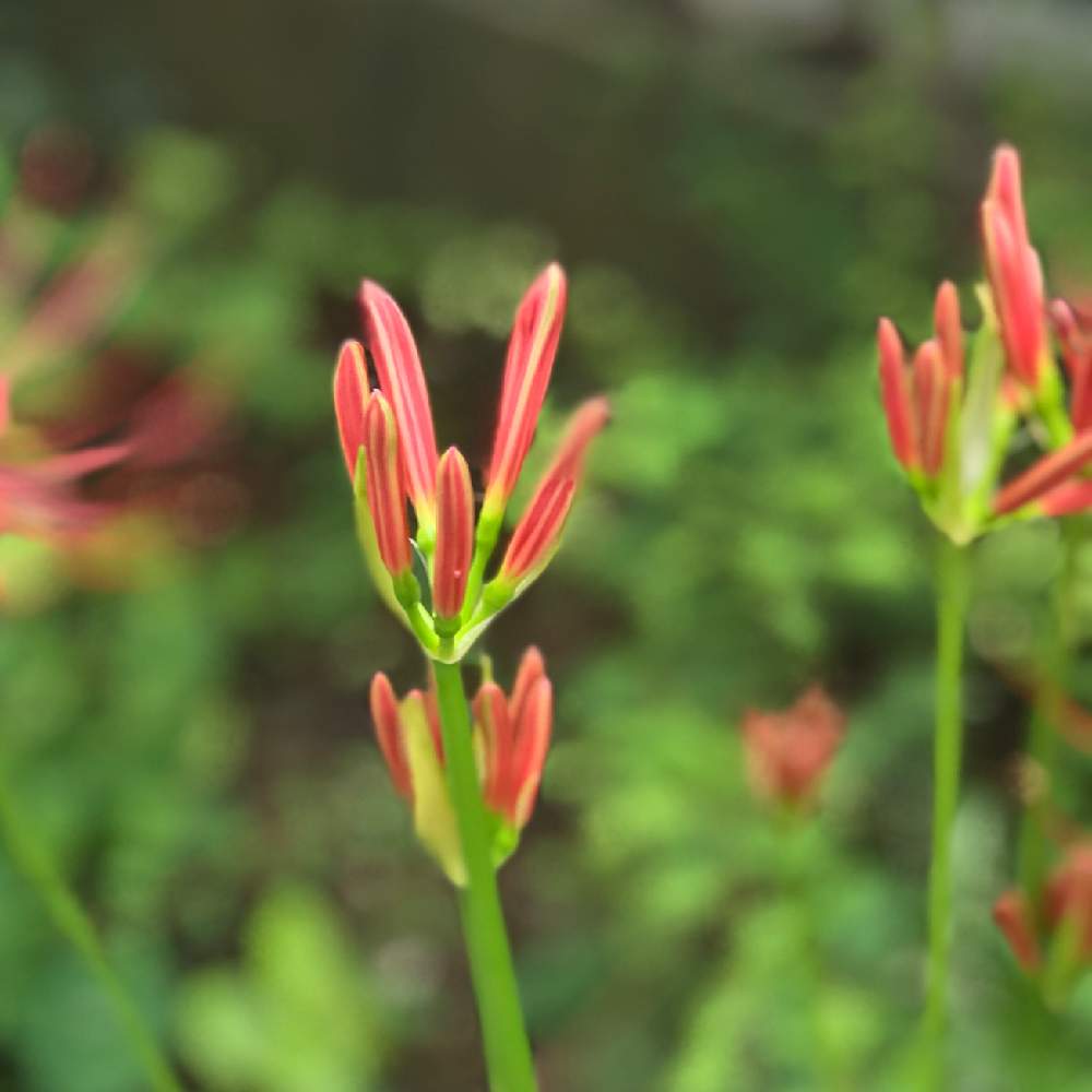 彼岸花の蕾の投稿画像 By Kay Tama Gskさん 今日の一枚と晩夏と鮮やか とお彼岸とkay S Gardenと京都と神秘的 と花のある暮らしと乙訓と神秘的 19月9月24日 Greensnap グリーンスナップ
