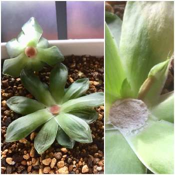 ハオルチア 花火の投稿画像一覧 Greensnap グリーンスナップ