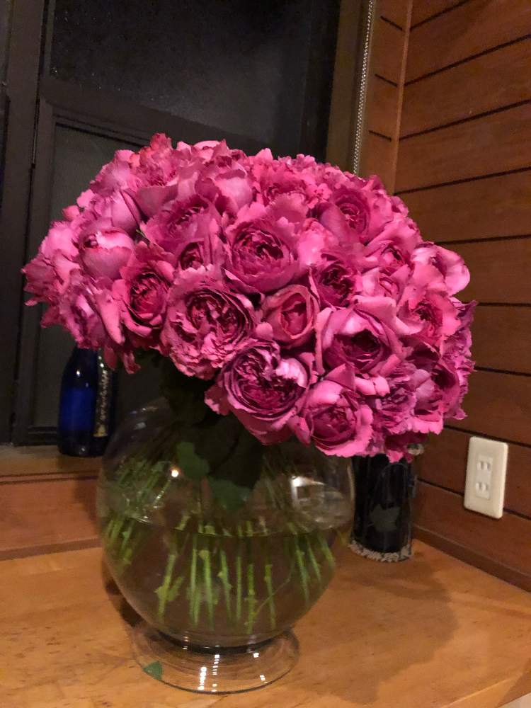 バラ ブルジョア ピンク の投稿画像 By 神生バラ園さん 窓辺と花のある暮らしと花のある暮らし 19月9月25日 Greensnap グリーンスナップ Greensnap グリーンスナップ