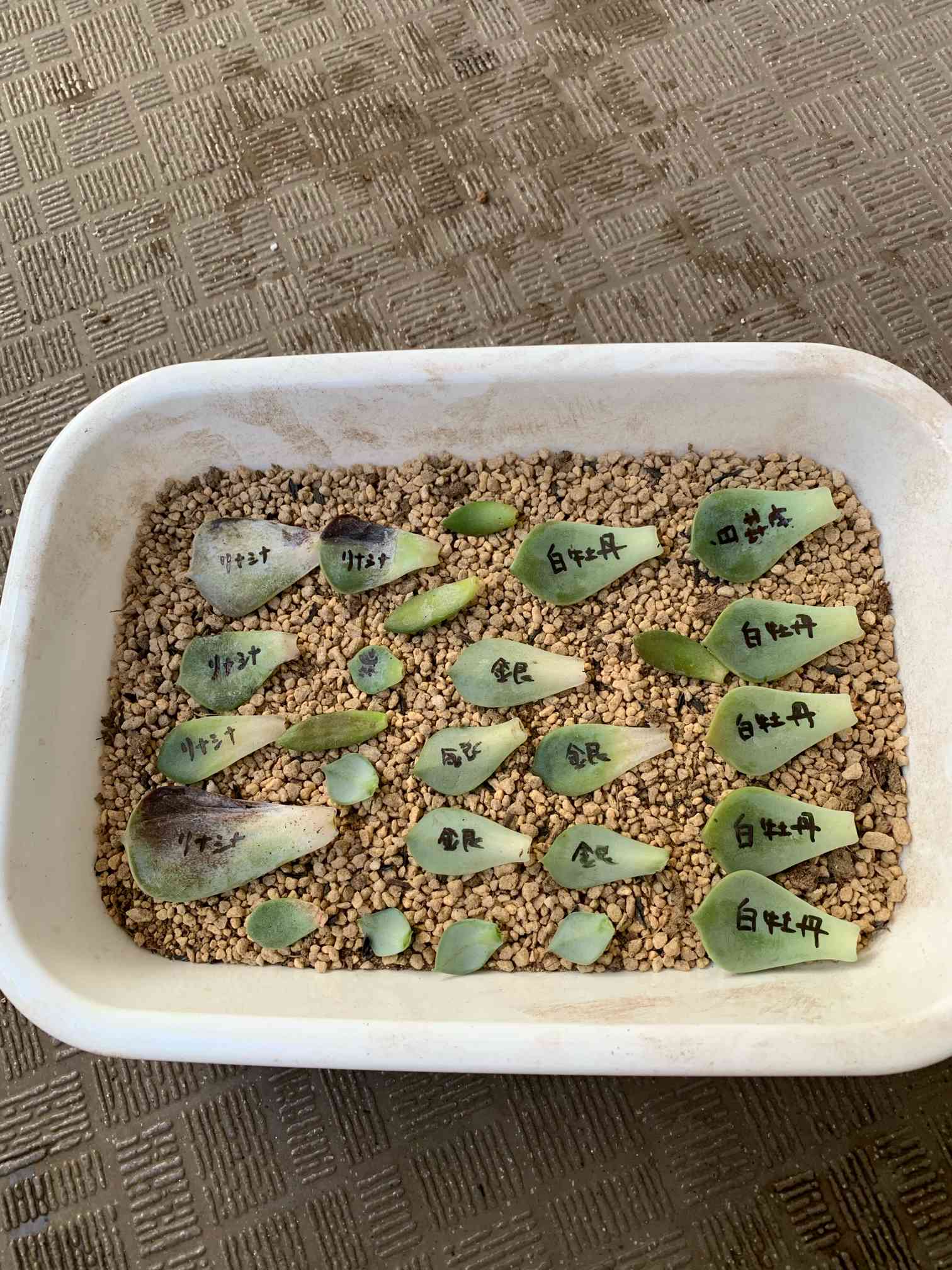 葉挿しの経過｜🍀GreenSnap（グリーンスナップ）