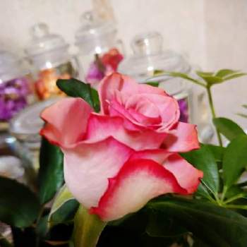 薔薇さん♪の画像 by うさぎさん | インテリアと花のある暮らしと癒し系と薔薇さん♪とピンク色のお花♪
