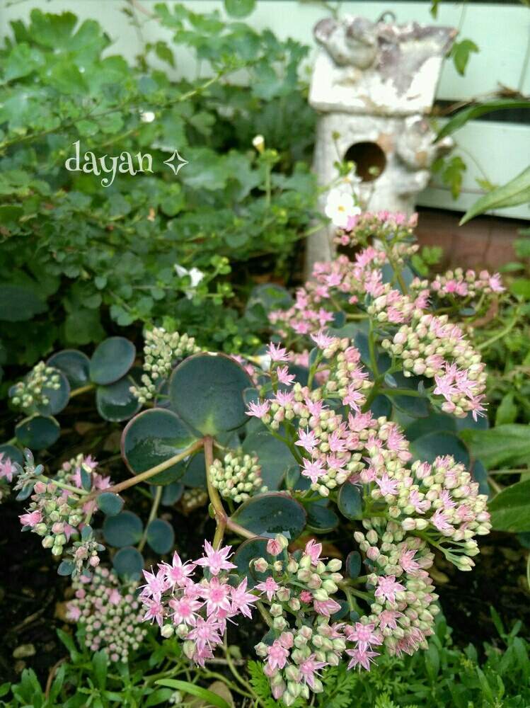 ミセバヤの投稿画像 By Dayanさん ピンクの花とナチュラルスタイルといやされると北海道と大人かわいい と地植え 2019月9月25日 Greensnap グリーンスナップ
