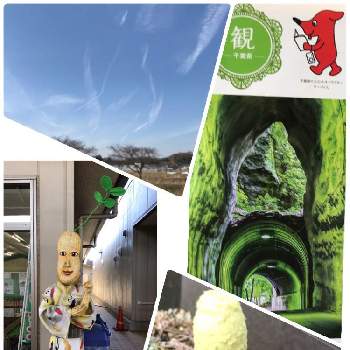 顔面土下座猫の投稿画像一覧｜🍀GreenSnap（グリーンスナップ）