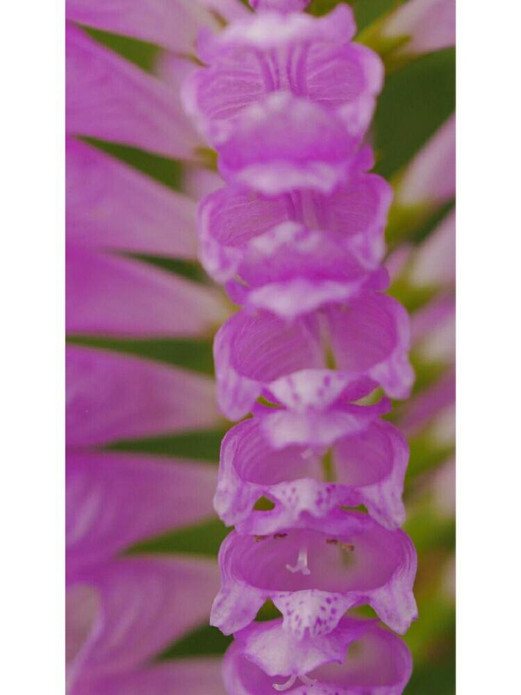 カクトラノオの投稿画像 By レモン さん ハナトラノオと角虎の尾と花虎の尾 ハナトラノオ と花のある暮らしとるみっくすとマクロ撮影と路傍の花とミラーレス一眼とm Zuikoとかわいいな 19月9月26日 Greensnap グリーンスナップ