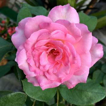 まだまだ咲いてるの画像 by ミッキーさん | お出かけ先とミニバラと花まっぷとまだまだ咲いてるとピンクの花と庭の花と今日の一枚と綺麗とかわいい色と花のある暮らしと薔薇♪