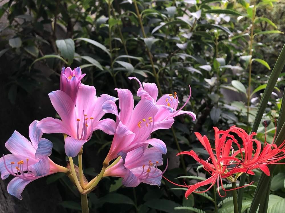 ヒガンバナの投稿画像 By ゆうゆうtaichiさん 花のある暮らしとナチュラルが好きとリコリス スプレンゲリーとアプローチと花のある暮らしとナチュラルが好き 19月9月26日 Greensnap グリーンスナップ Greensnap グリーンスナップ