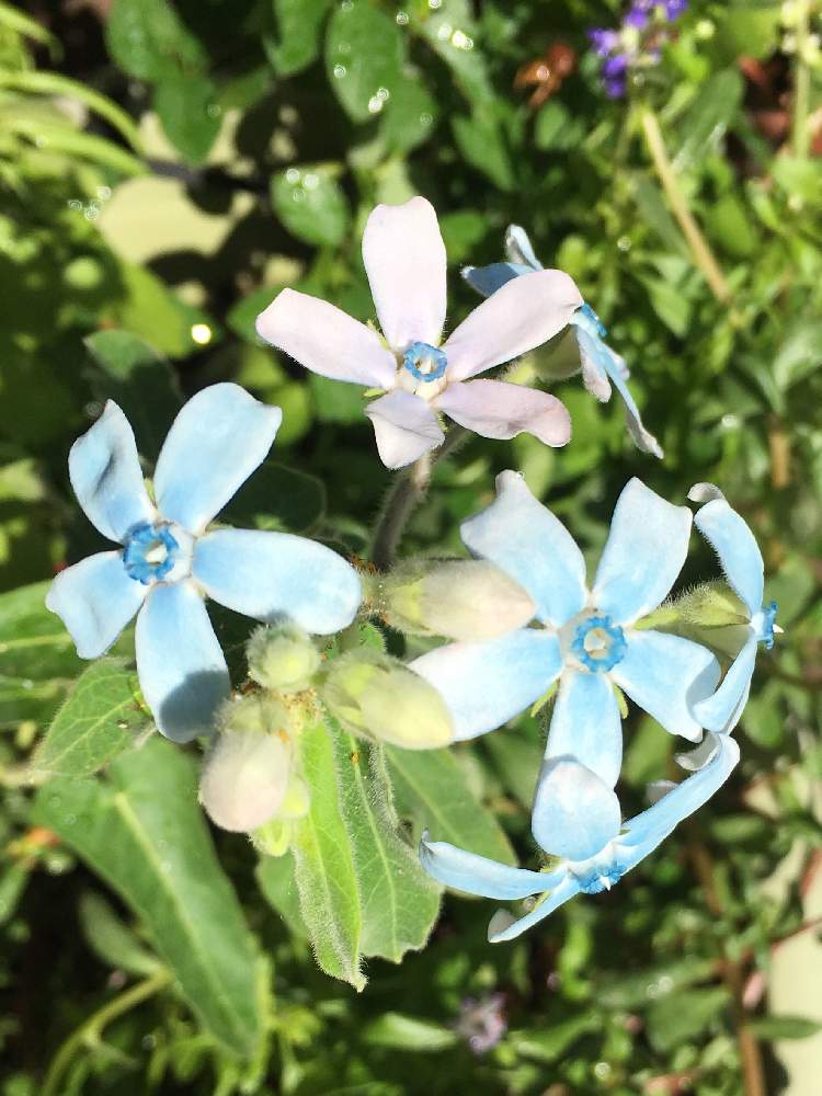 オキシペタラム ブルースターの投稿画像 By みきとららさん ブルーの花と花のある暮らしと季節を楽しむと可愛い と色が変化する花と綺麗 とうれしい と青の花と青色の花と素敵な色合いと優しい花色と綺麗な色 とお楽しみ と素敵 19月9月26日