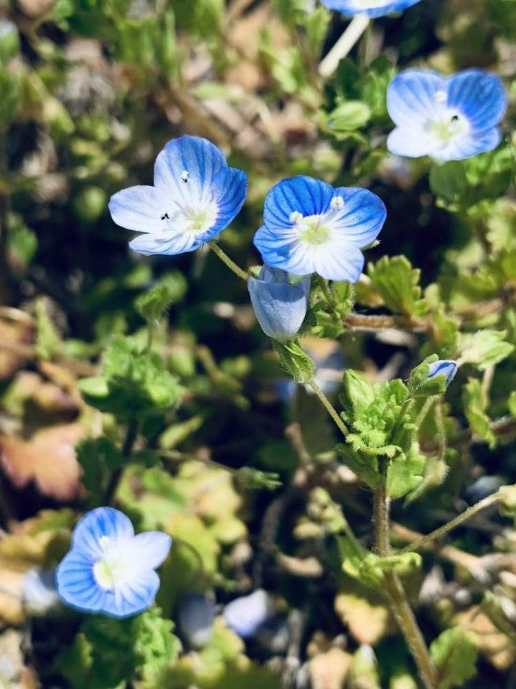 オオイヌノフグリの投稿画像 By ハナちゃんさん 19月9月26日 Greensnap グリーンスナップ