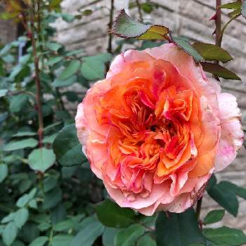 パピ・デルバールの画像 by rosa  sさん | 小さな庭とパピ・デルバールとばら バラ 薔薇とピンクの花と北海道でも越冬しますと花のある暮らしと北海道