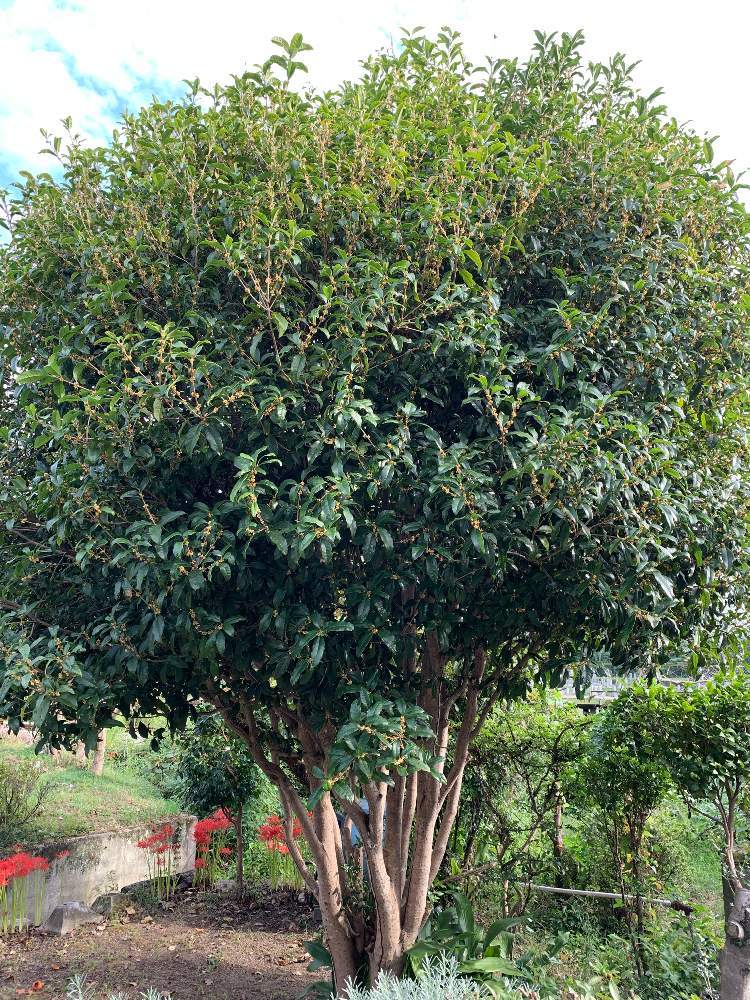 金木犀の投稿画像 By マミ ちゃんさん 彼岸花 曼珠沙華と庭木と花のある暮らしと草取りとがんばれカープ 19月9月26日 Greensnap グリーンスナップ