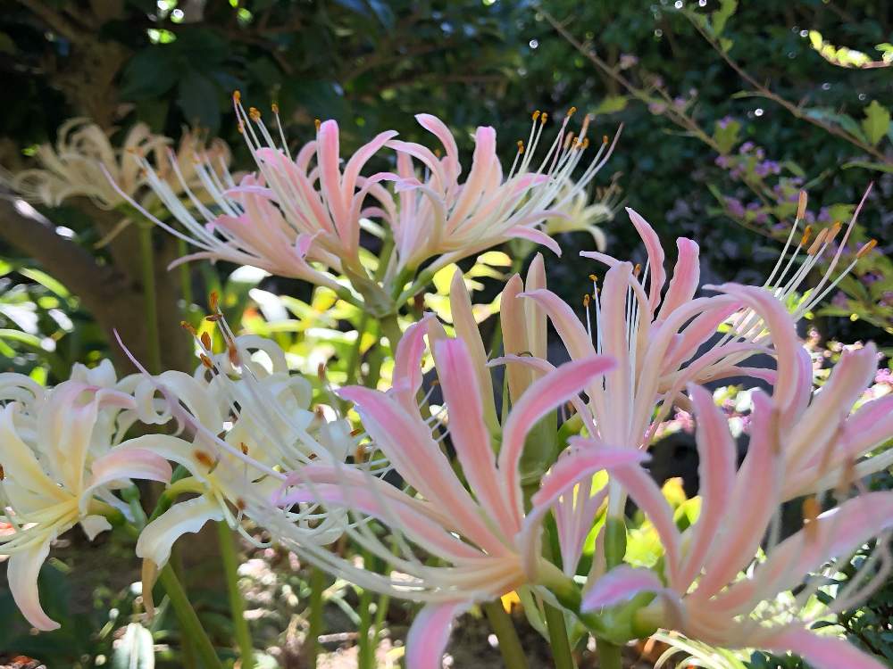リコリスの投稿画像 By 和さん ヒガンバナ 白とピンクの花とかわいい と秋を感じると彼岸花とリコリスの花と秋の花と咲いた 19月9月26日 Greensnap グリーンスナップ