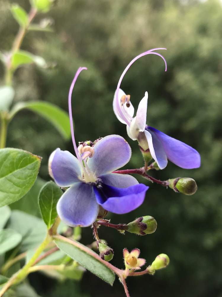 バルコニー ベランダの投稿画像 By Gen ᵔᴥᵔ وさん クレロデンドルム ウガンデンセ とクレロデンドルム ブルーウィング とキュンキュン乙女倶楽部とお疲れ様です とブルーバタフライフラワーと花観察とおやっとさあと日々是好日とあいがてと癒し と花のある暮らしと