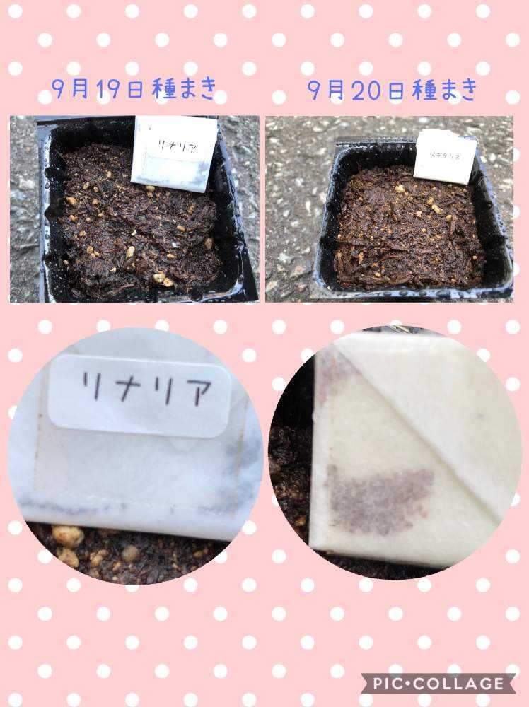 初めてのリナリア、ジギタリス、ヒペリカムの記録2019年9月