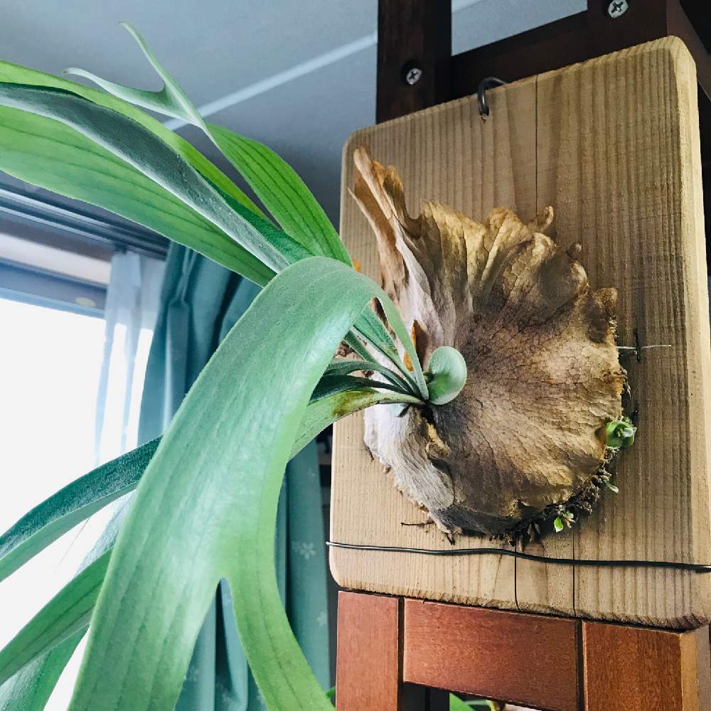 並行輸入 ビカクシダ ジーゼンヘンネ 送料無料離島除く 植物 観葉植物 Ffdsal Com
