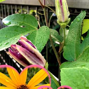 菊芋の花の投稿画像一覧 Greensnap グリーンスナップ