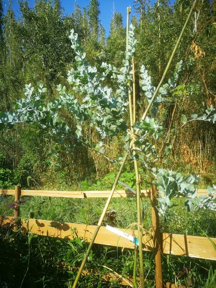 ミモザアカシアの投稿画像 By Jazzyさん パールアカシアとスローライフとお花を楽しむと植物男子と田舎暮らしと手作りの庭と毎年咲くと花のある暮らしと青空 19月9月27日 Greensnap グリーンスナップ