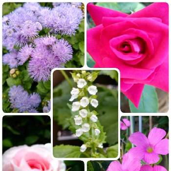 しその花の画像 by ライラックさん | 広い庭と花のある暮らしと庭のお花達と今日の庭の花達としその花