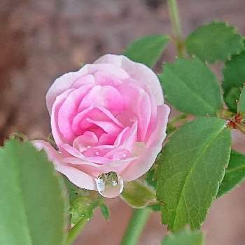 極姫薔薇の画像 by raizouさん | 極姫薔薇と極姫薔薇 鉢栽培