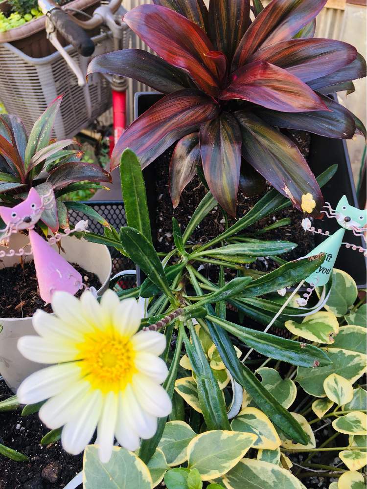 ガザニアの投稿画像 By ちちさん ネコのいる暮らしと猫大好きとネコ好きと秋の気配とネコとガーデニングと花のある暮らしと自転車ガーデニング 19月9月27日 Greensnap グリーンスナップ