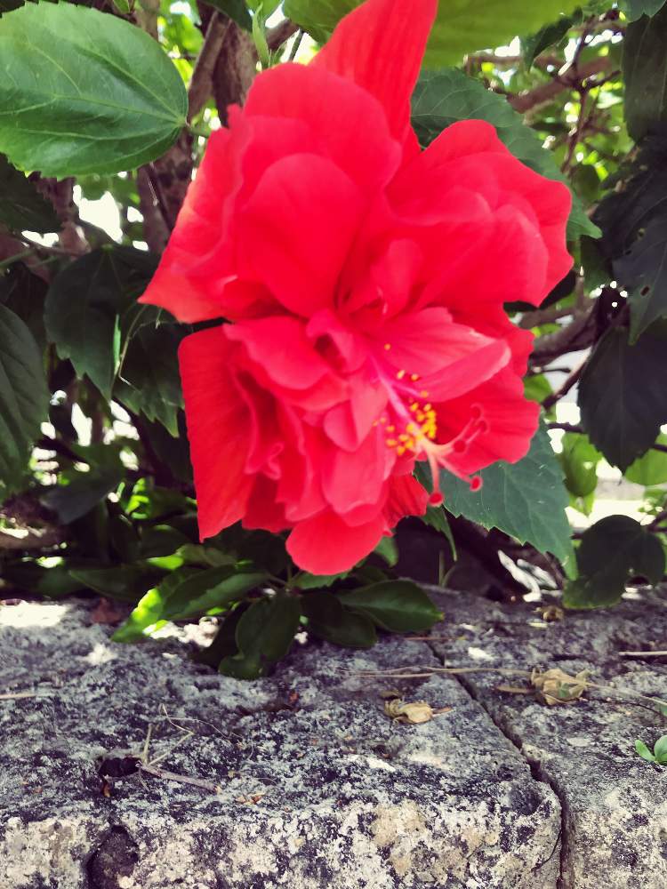 ハイビスカスの投稿画像 By 金太郎さん 八重咲き 19月9月27日 Greensnap グリーンスナップ