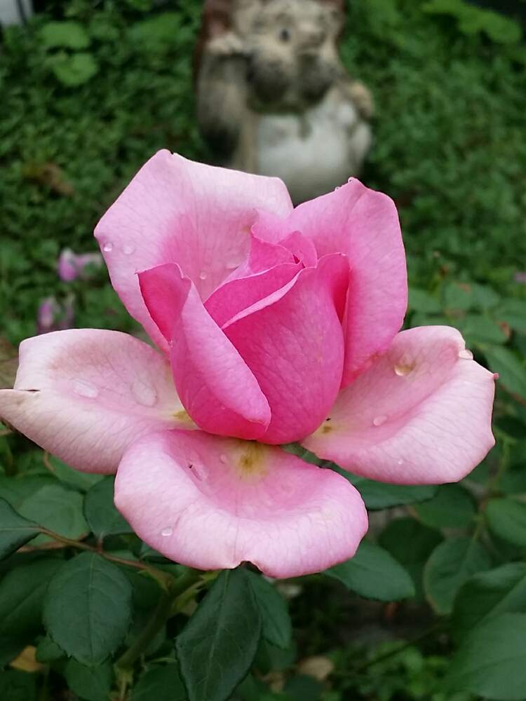 ローズポンパドゥールの投稿画像 By 星白さん 薔薇 とばら バラ 薔薇 19月9月27日 Greensnap グリーンスナップ