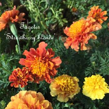マリーゴールド ストロベリーブロンドの投稿画像一覧 Greensnap グリーンスナップ