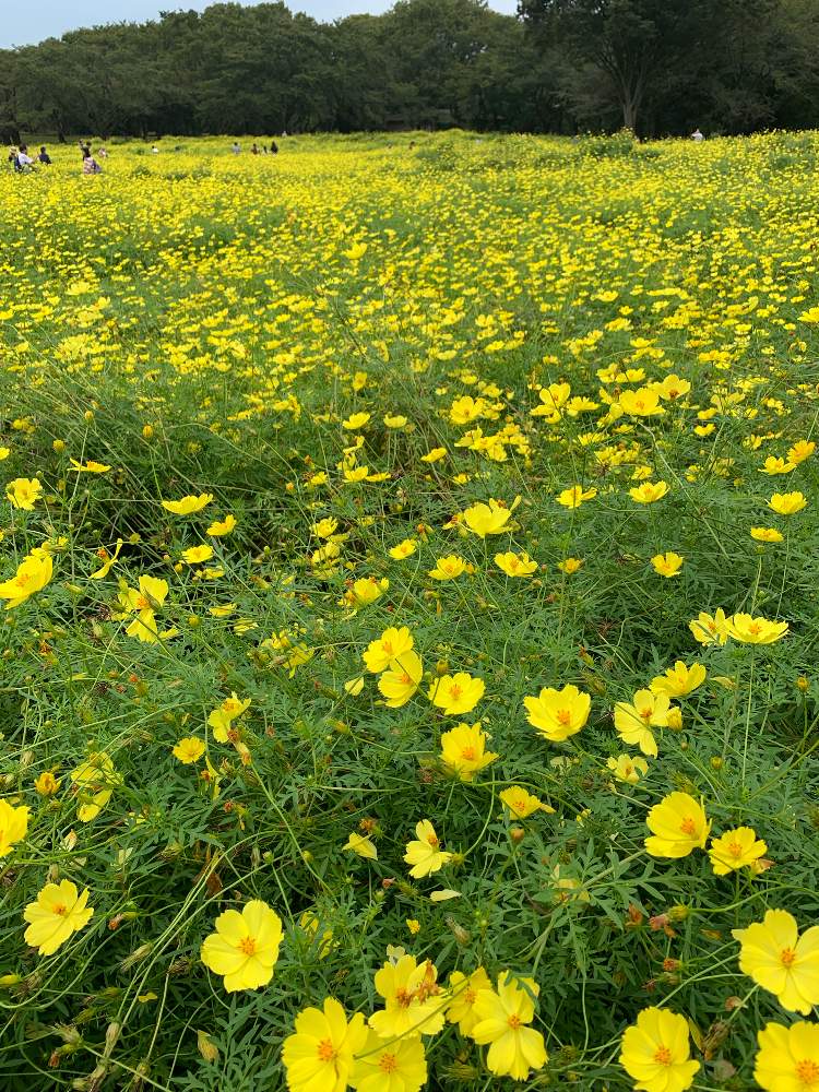 お寝坊さんの投稿画像 By シゲルさん コスモス レモンブライトと黄花コスモス と花のある暮らしとすっぴん とiphone撮影とお出かけ先と国営国立昭和記念公園とお寝坊さんとコスモス レモンブライトと黄花コスモス と花のある暮らしとすっぴん とiphone撮影と国営