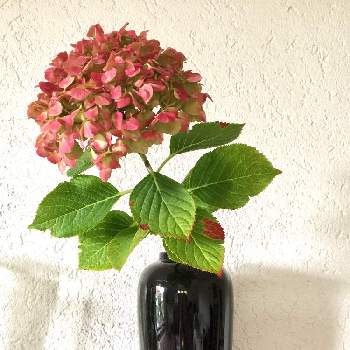 花と器の画像 by naomiendoさん | 部屋と花のある暮らしと花と器