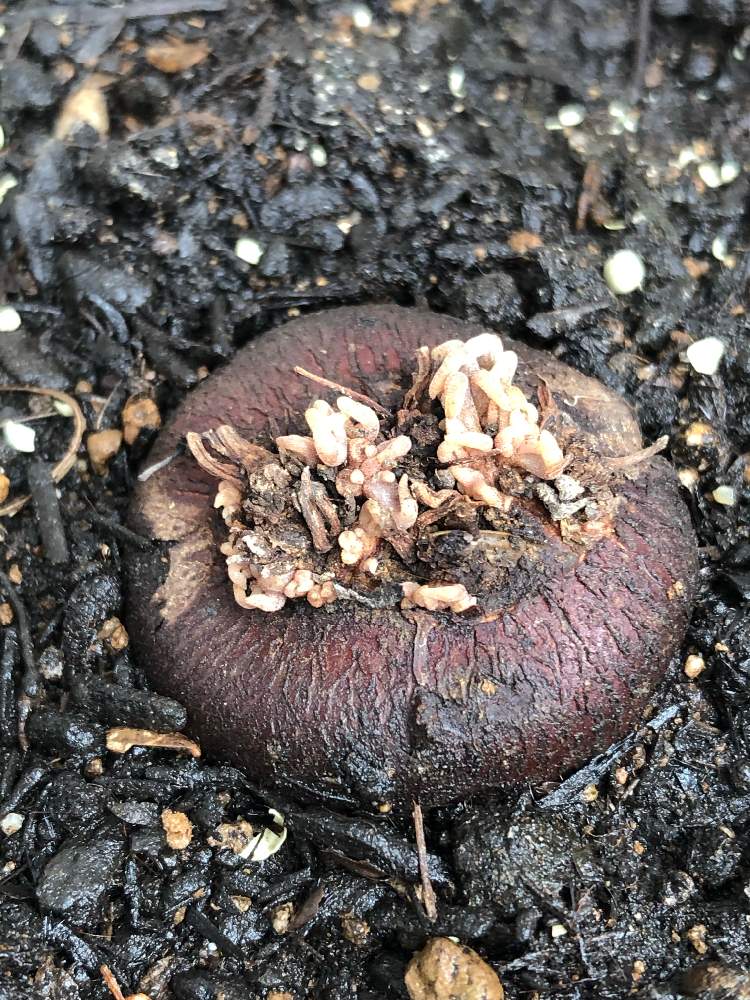 ガーデンシクラメンの投稿画像 By Heathさん 休眠後と初心者ですと芽が出ませんとプランターと相談 19月9月28日 Greensnap グリーンスナップ